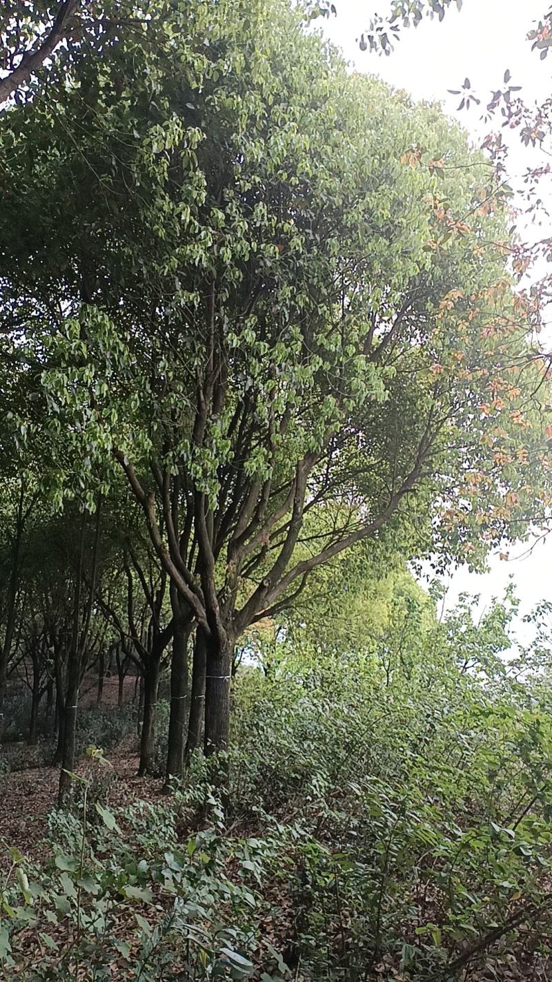 香樟树