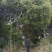 香樟树