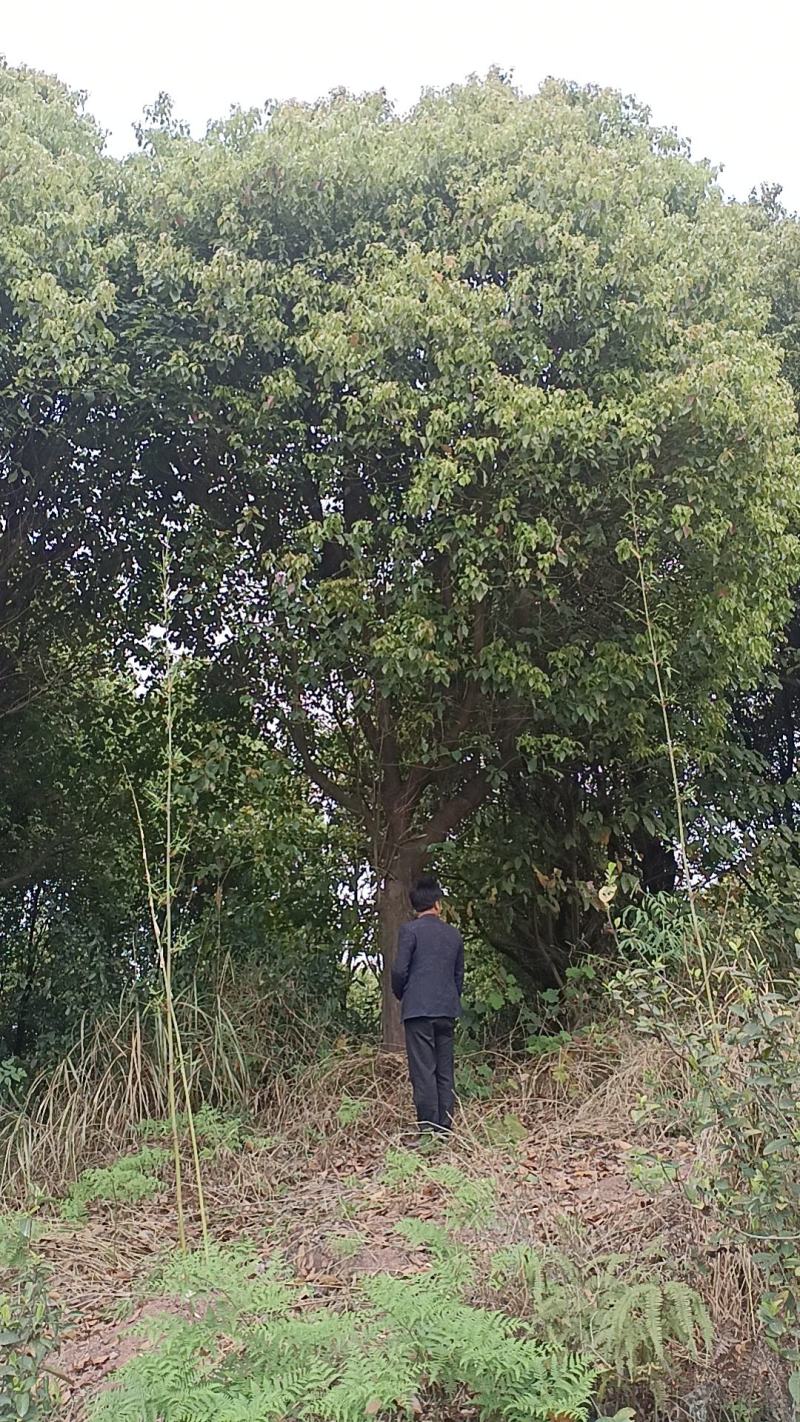 香樟树