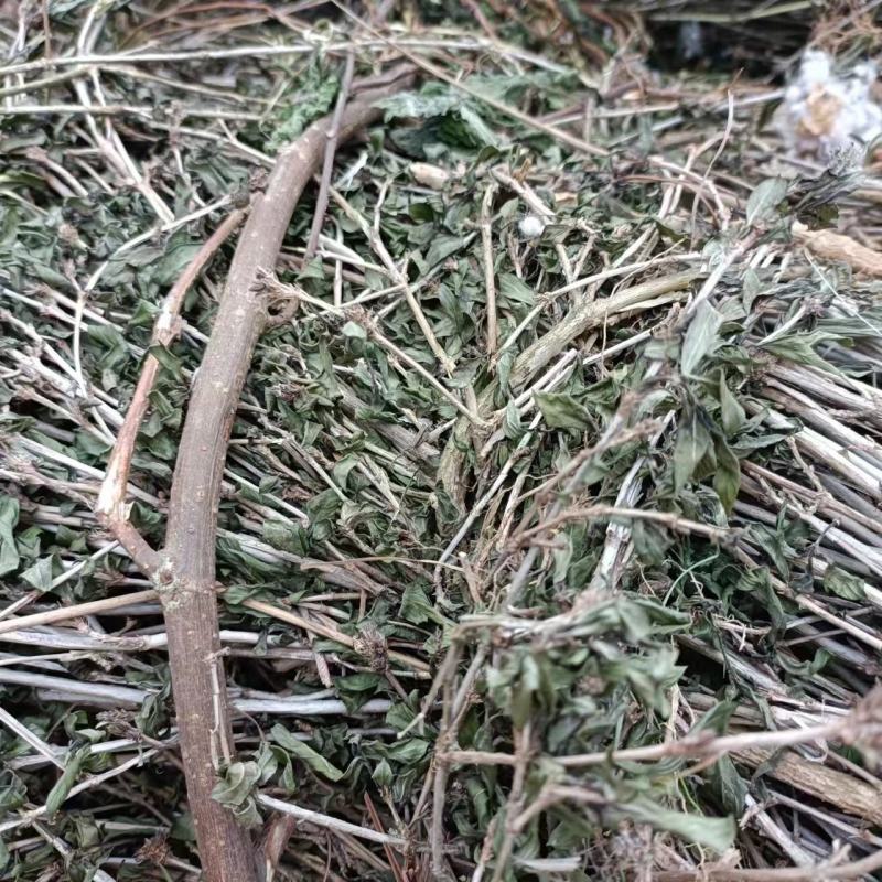 六月雪白马骨路边荆金千年矮新货2024