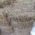六月雪白马骨路边荆金千年矮新货2024