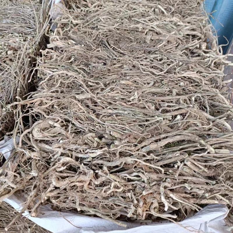 六月雪白马骨路边荆金千年矮新货2024