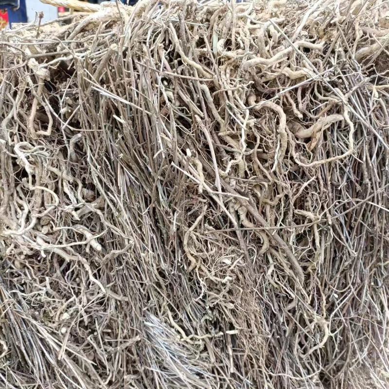 六月雪白马骨路边荆金千年矮新货2024