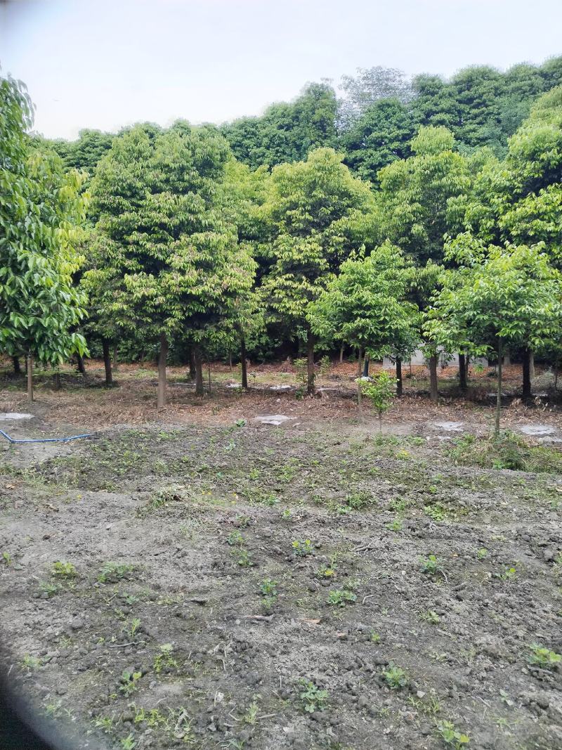 天竺桂