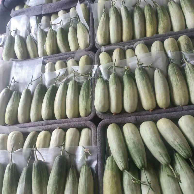 博洋9新产地自根苗口感香酥脆甜客户少价格低品质高货量充足