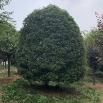 桂花树，量大树优，诚信经营，欢迎合作