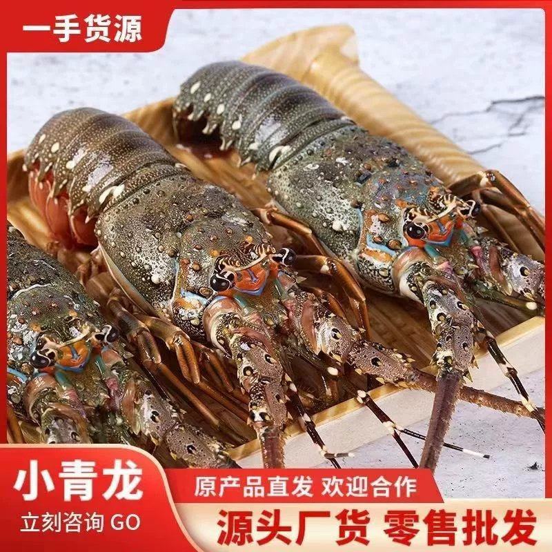 小青龙缺氧活冻鲜活大龙虾澳龙锦绣花龙虾活冻龙虾活体冷冻