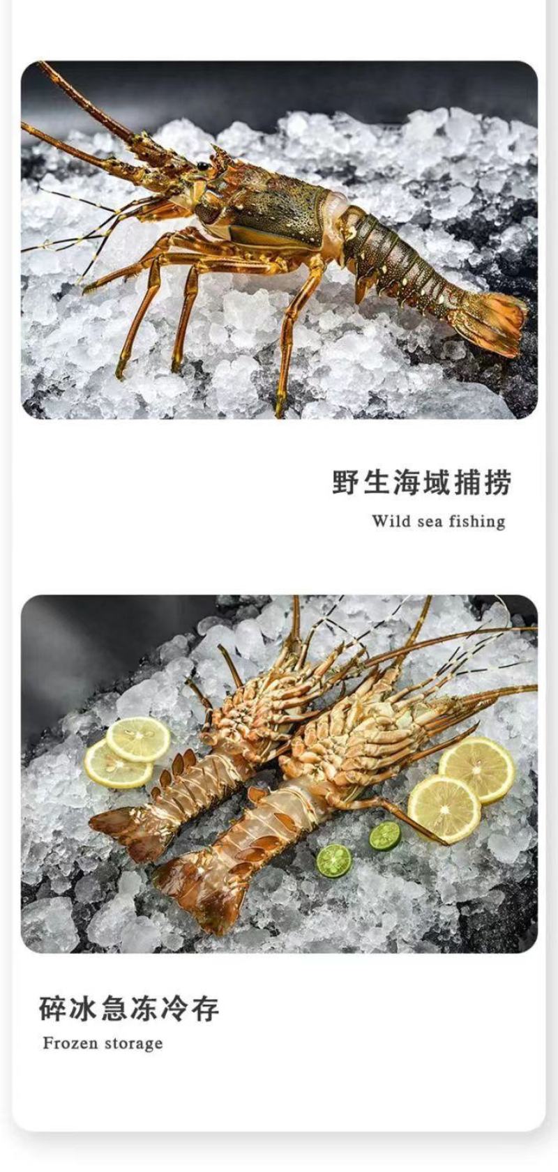 小青龙缺氧活冻鲜活大龙虾澳龙锦绣花龙虾活冻龙虾活体冷冻