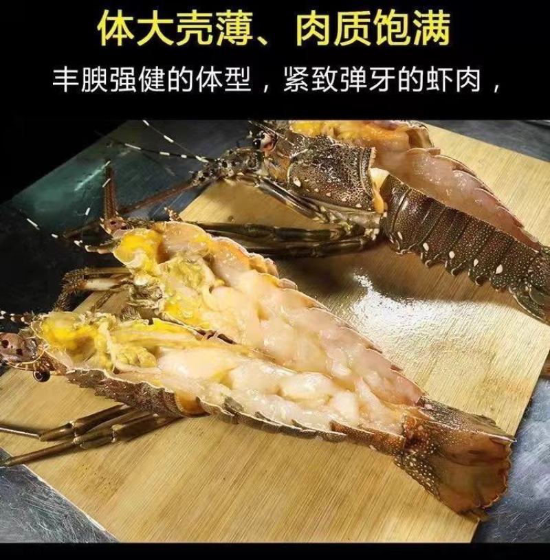 小青龙缺氧活冻鲜活大龙虾澳龙锦绣花龙虾活冻龙虾活体冷冻