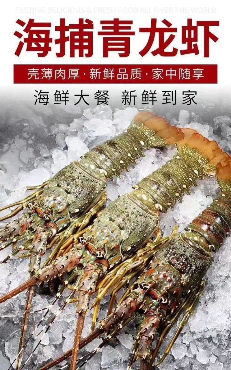 小青龙缺氧活冻鲜活大龙虾澳龙锦绣花龙虾活冻龙虾活体冷冻
