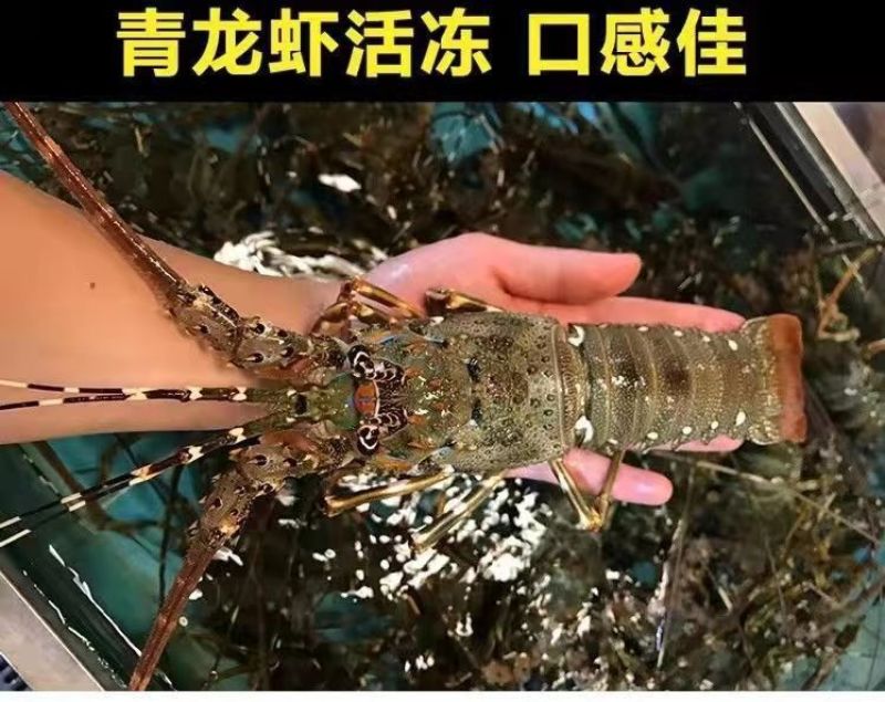小青龙缺氧活冻鲜活大龙虾澳龙锦绣花龙虾活冻龙虾活体冷冻