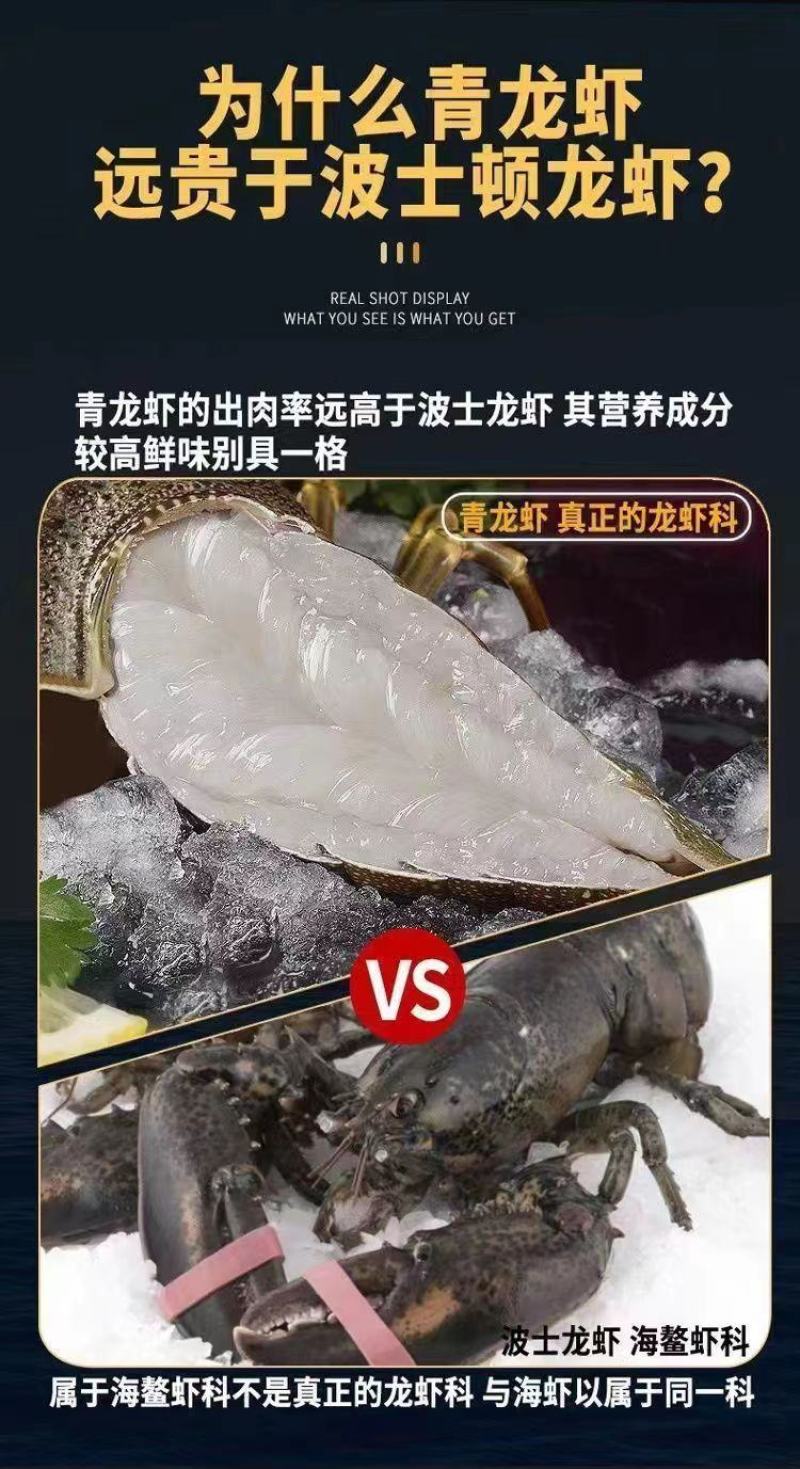 小青龙缺氧活冻鲜活大龙虾澳龙锦绣花龙虾活冻龙虾活体冷冻