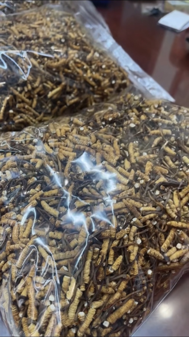 虫草冬虫夏草产地一手货源