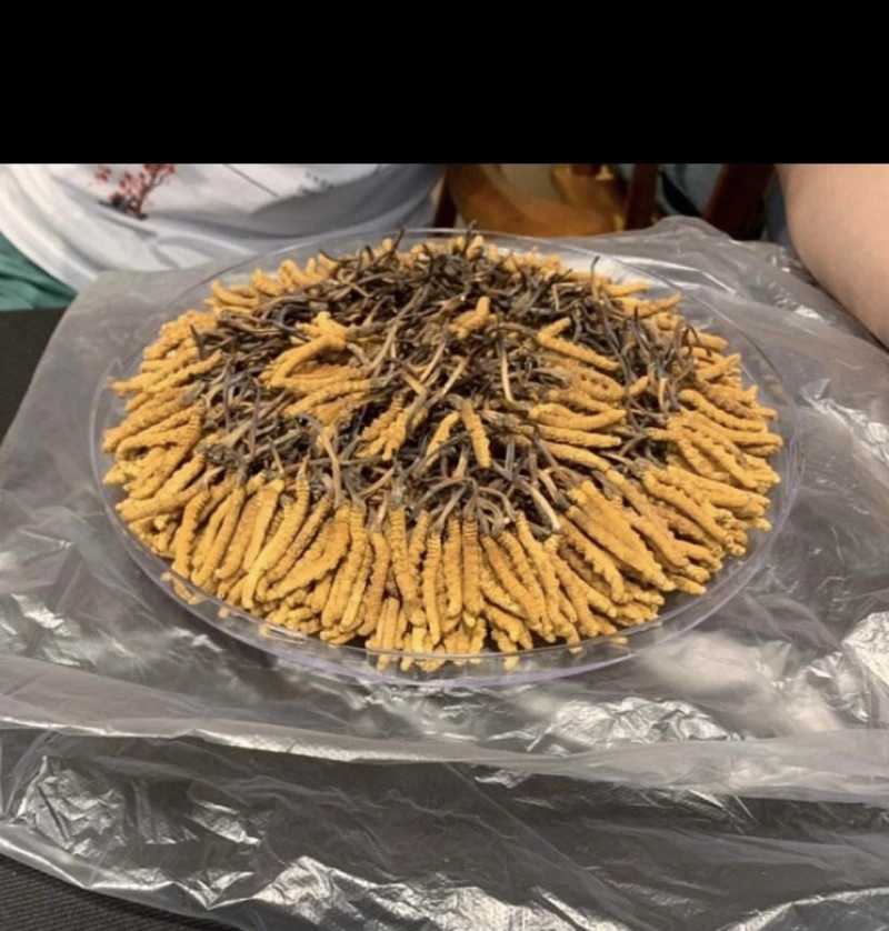 虫草冬虫夏草产地一手货源