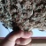 2023年密蒙花九里香小锦花黄饭花干货500g