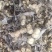 新鲜黄精滇黄精贵州野生黄精鲜货现挖留根须