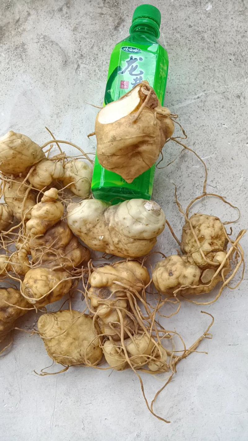 新鲜黄精滇黄精贵州野生黄精鲜货现挖留根须