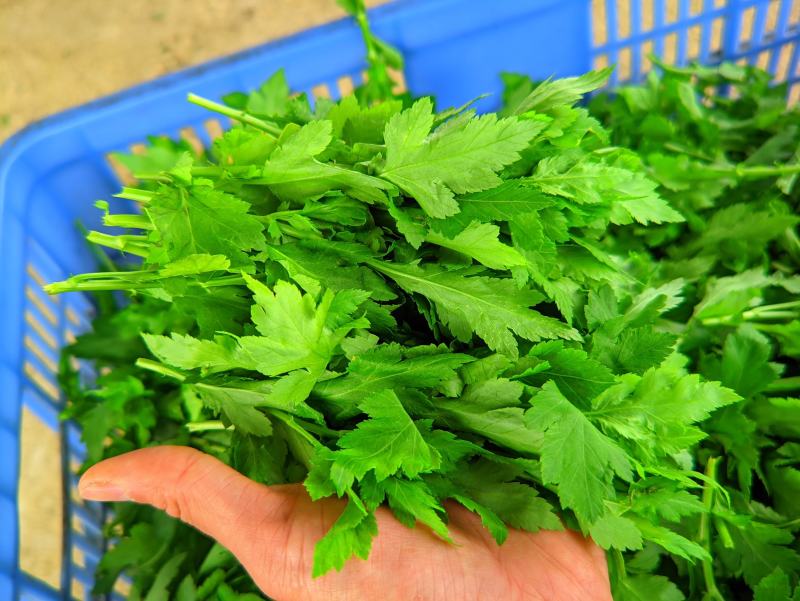 菊花菜，菊花脑，野生菜用菊花菜。菜用菊花嫩芽，口味佳