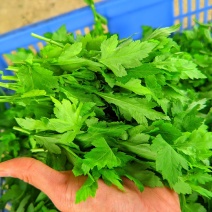 菊花菜，菊花脑，野生菜用菊花菜。菜用菊花嫩芽，口味佳