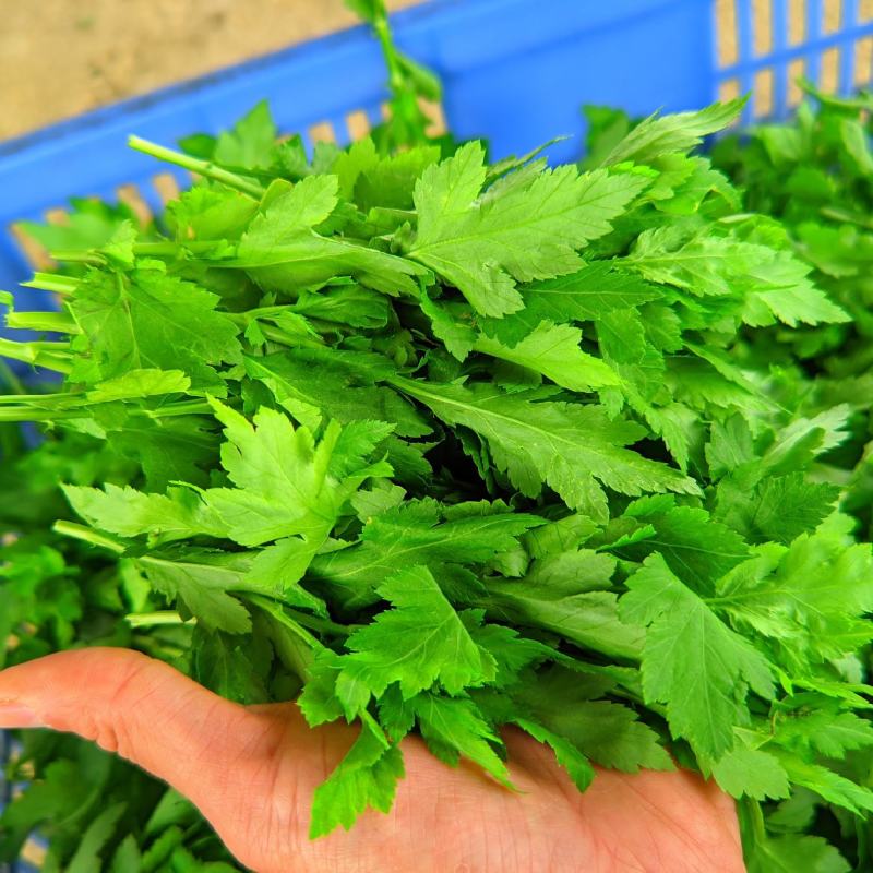 菊花菜，菊花脑，野生菜用菊花菜。菜用菊花嫩芽，口味佳
