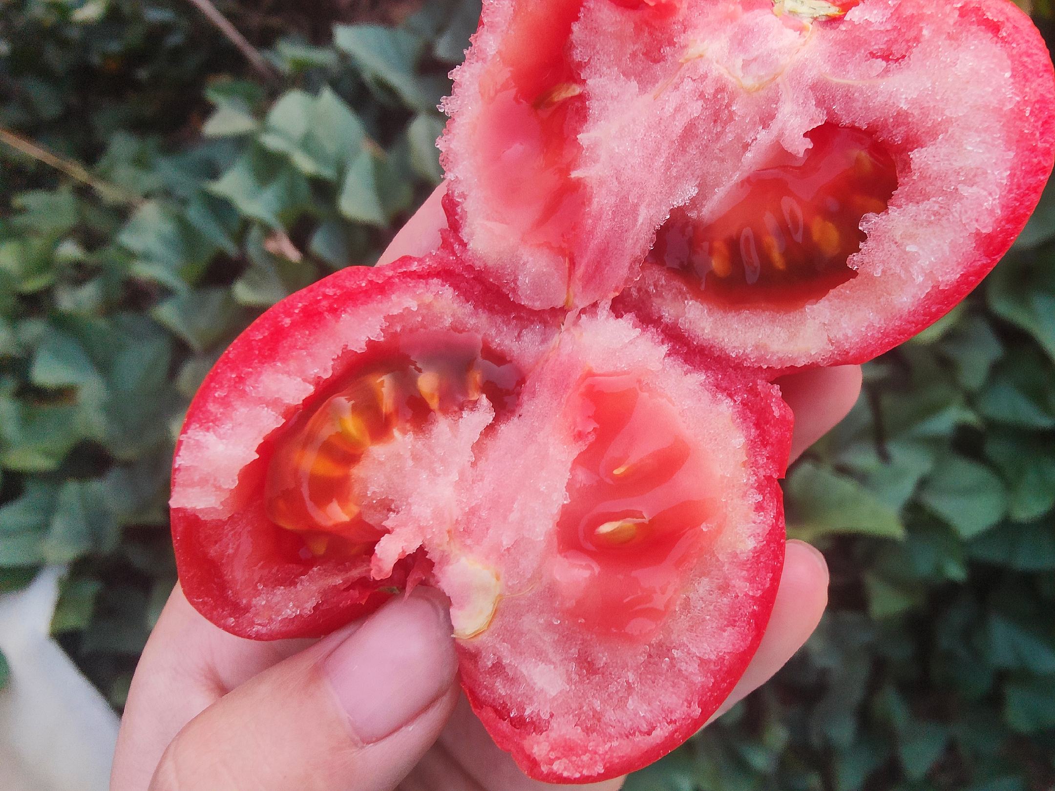 新鲜红润的西红柿特写