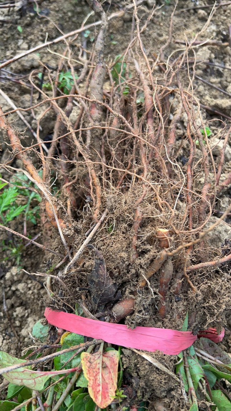 虎杖苗子（酸汤杆），花斑竹，肉虎杖，虎杖种子。