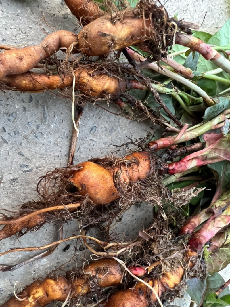 虎杖苗子（酸汤杆），花斑竹，肉虎杖，虎杖种子。