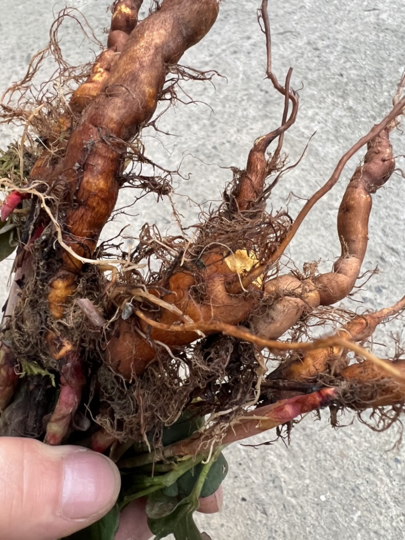 虎杖苗子（酸汤杆），花斑竹，肉虎杖，虎杖种子。