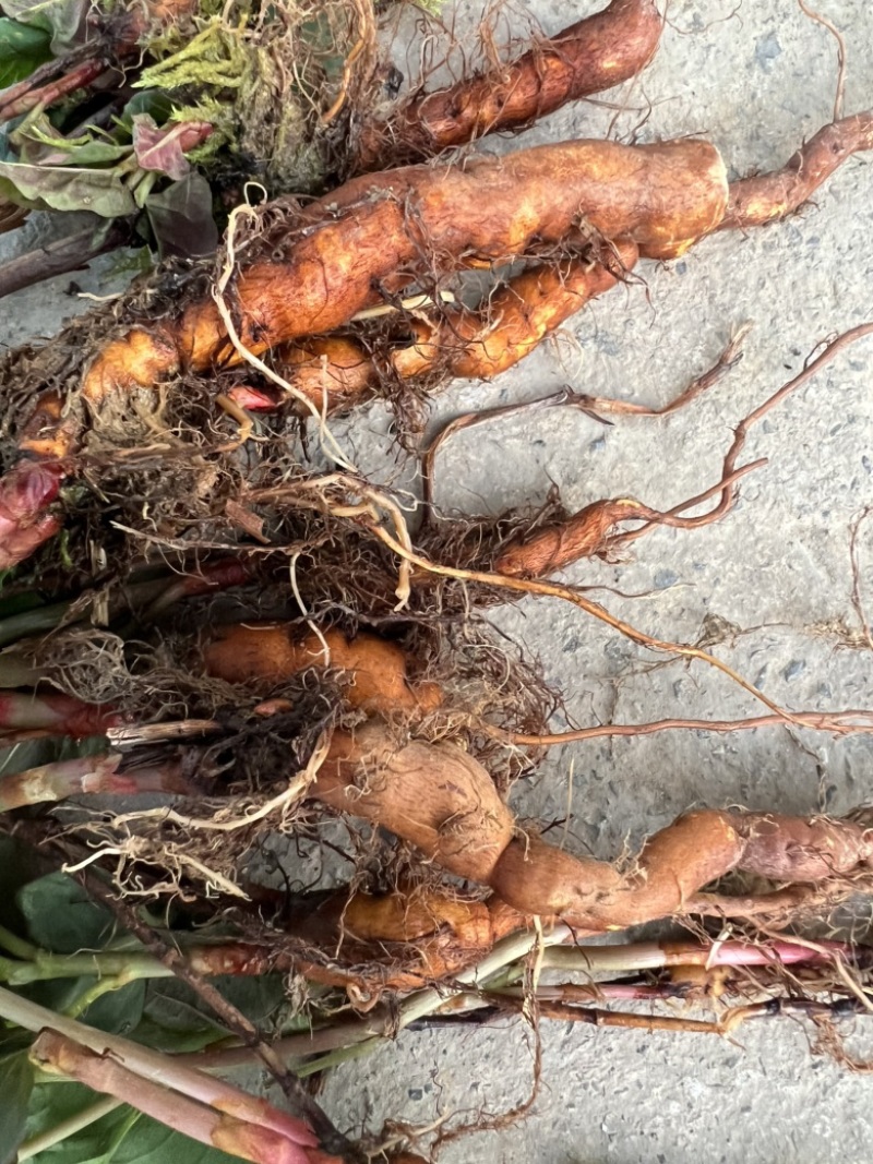 虎杖苗子（酸汤杆），花斑竹，肉虎杖，虎杖种子。