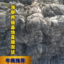 干海带海带丝海带结绿色海带烘干海带自家养殖场各种等级海带