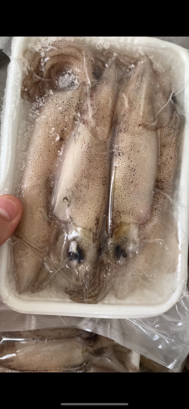 活冻小管烧烤饭店团购每盒5-7个东山岛发货