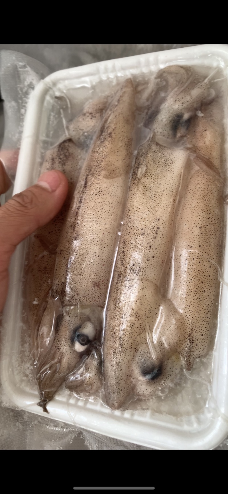 活冻小管烧烤饭店团购每盒5-7个东山岛发货