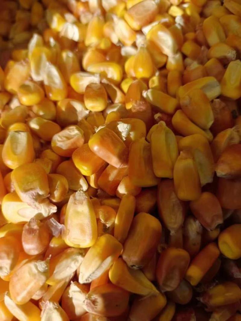 供应东北吉林自然干玉米