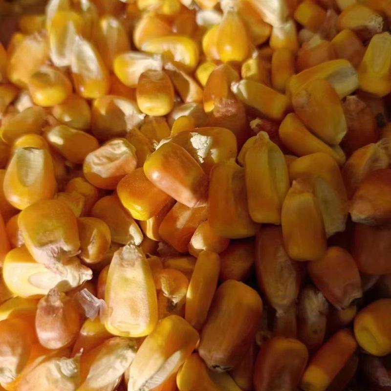 供应东北吉林自然干玉米
