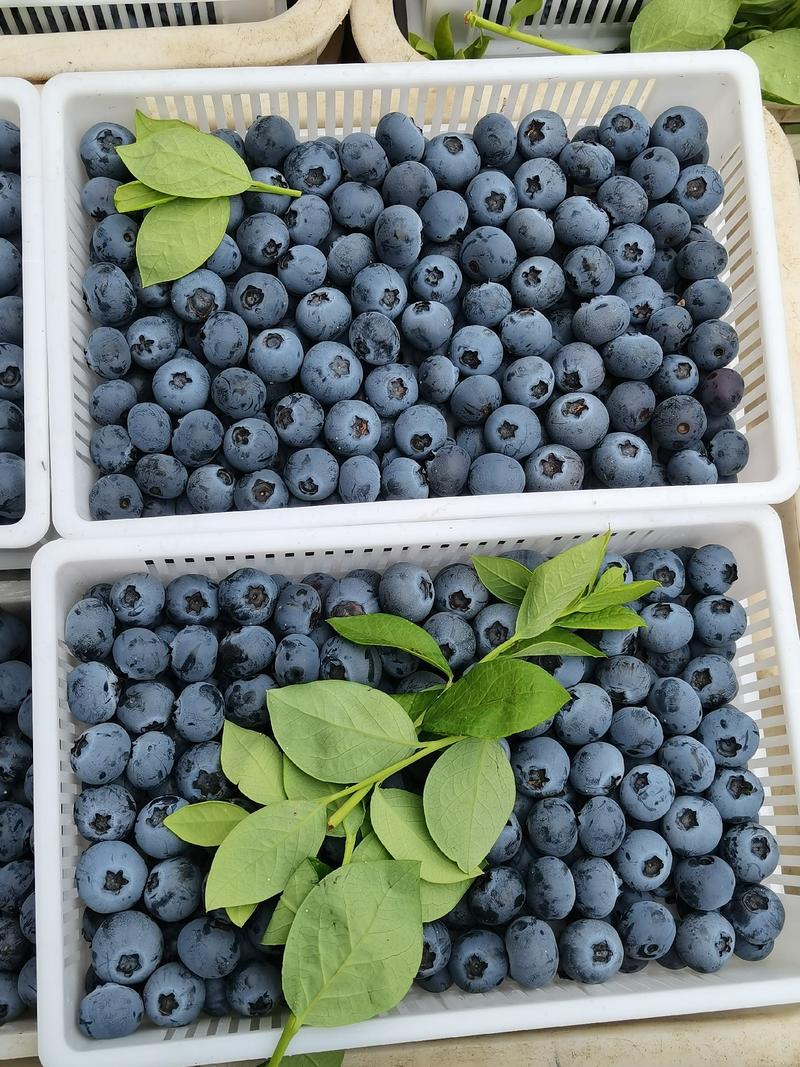 蓝莓新鲜上市现采现发口感纯甜规格齐全货源充足