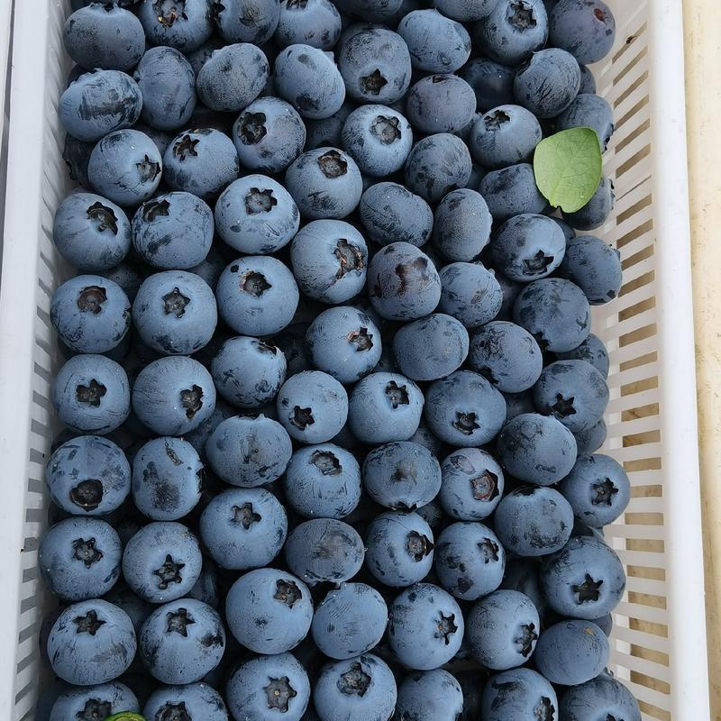蓝莓新鲜上市现采现发口感纯甜规格齐全货源充足
