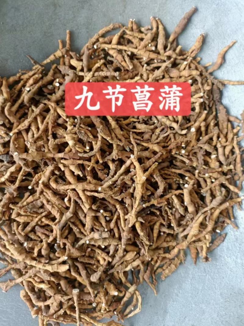 九节菖蒲节菖蒲
