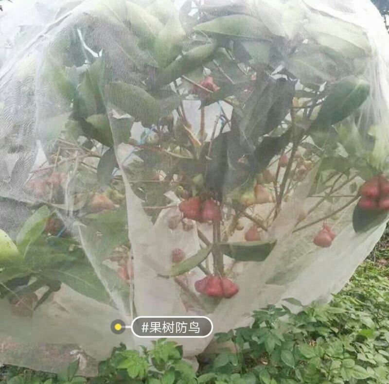 果树防虫防鸟网罩抗老化雾莲樱桃杨梅无花果葡萄桃树花卉绿植