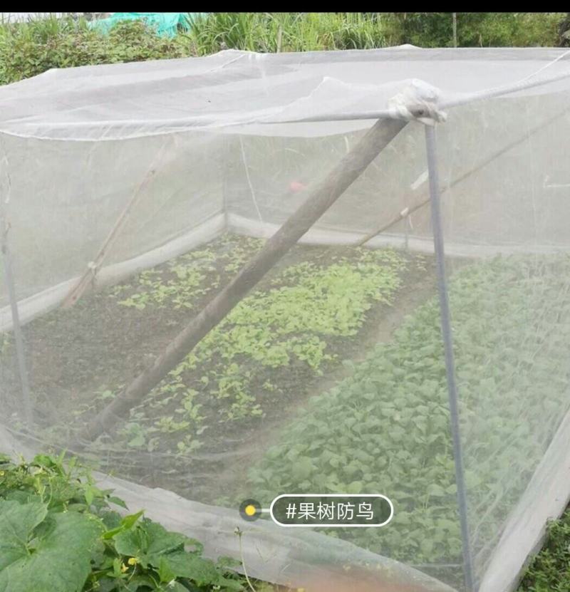 果树防虫防鸟网罩抗老化雾莲樱桃杨梅无花果葡萄桃树花卉绿植