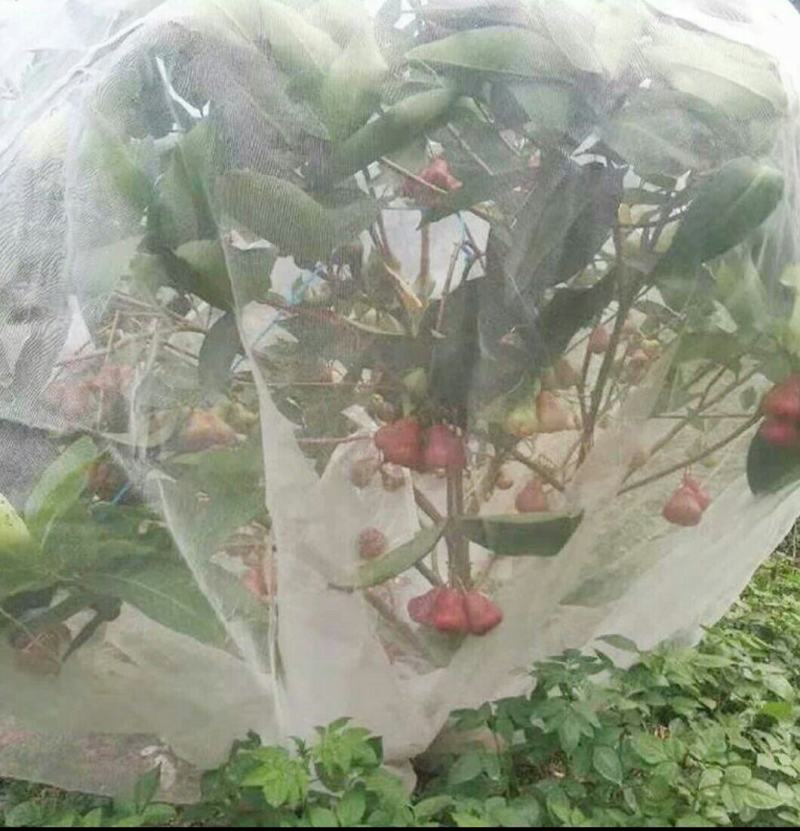 果树防虫防鸟网罩抗老化雾莲樱桃杨梅无花果葡萄桃树花卉绿植