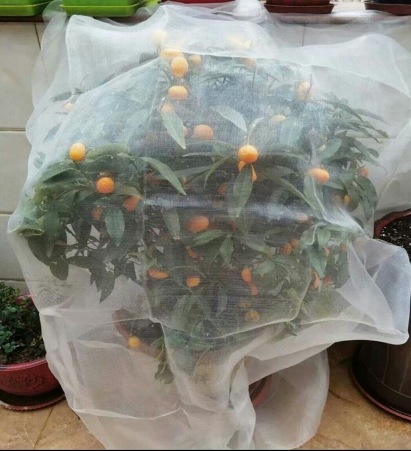 果树防虫防鸟网罩抗老化雾莲樱桃杨梅无花果葡萄桃树花卉绿植