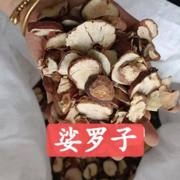 娑罗子