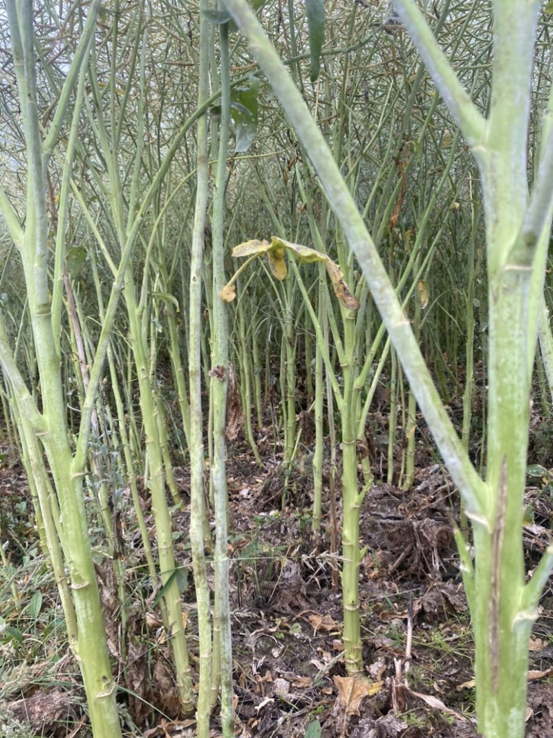 云南产地油菜籽出售量大品质保证
