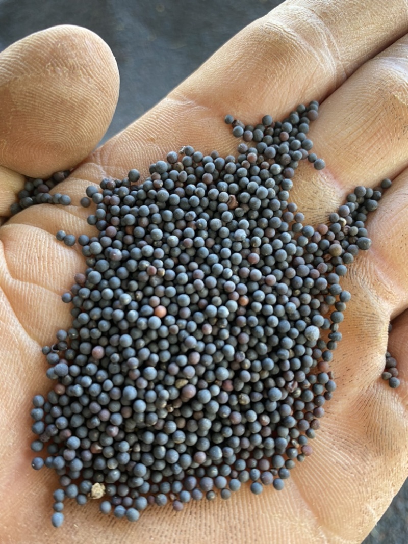 云南产地油菜籽出售量大品质保证