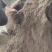 精品山东滨州市沾化区纯羊粪肥大量上市品质保证诚信经营欢迎