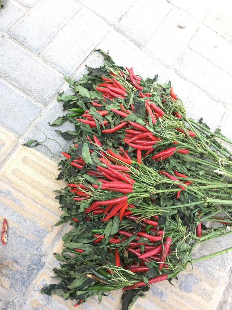 天誉杂交簇生朝天椒种子，高辣，椒长椒红椒多，易干制