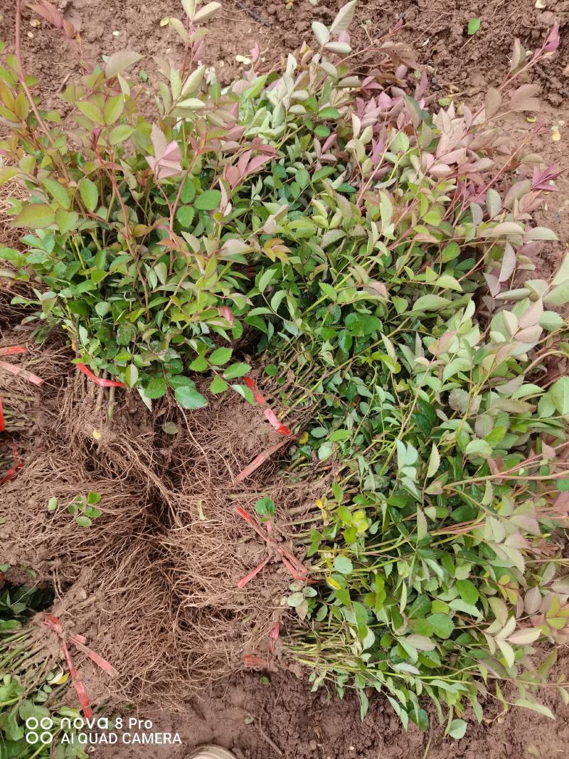 优质批发爬藤蔷薇小苗蔷薇床苗蔷薇小苗