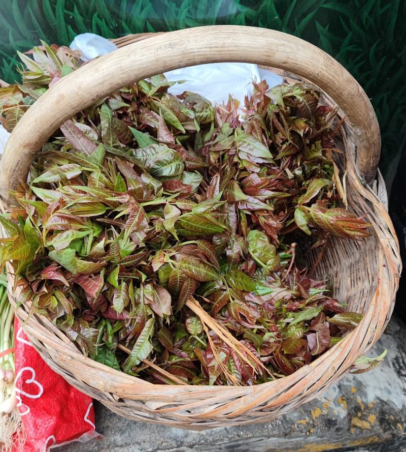 蓝田秦岭野生香椿芽