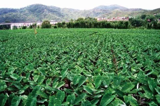 红芽毛芋头在广西某地的规模化种植基地,农田整齐排列,农民正在田间劳作 红芽毛芋头种植基地