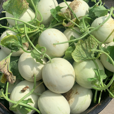玉菇甜瓜大批量上市了。需要的老板随时联系
